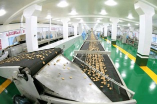 金正恩視察平壤食品工廠，創新設備彰顯國家實力與自豪